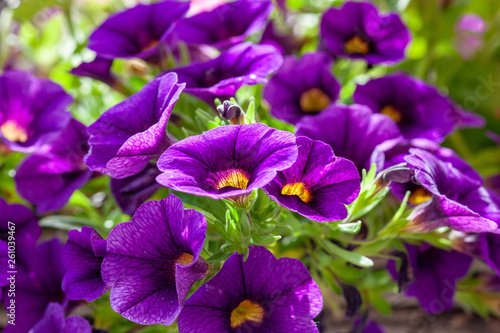 Small purple flowers