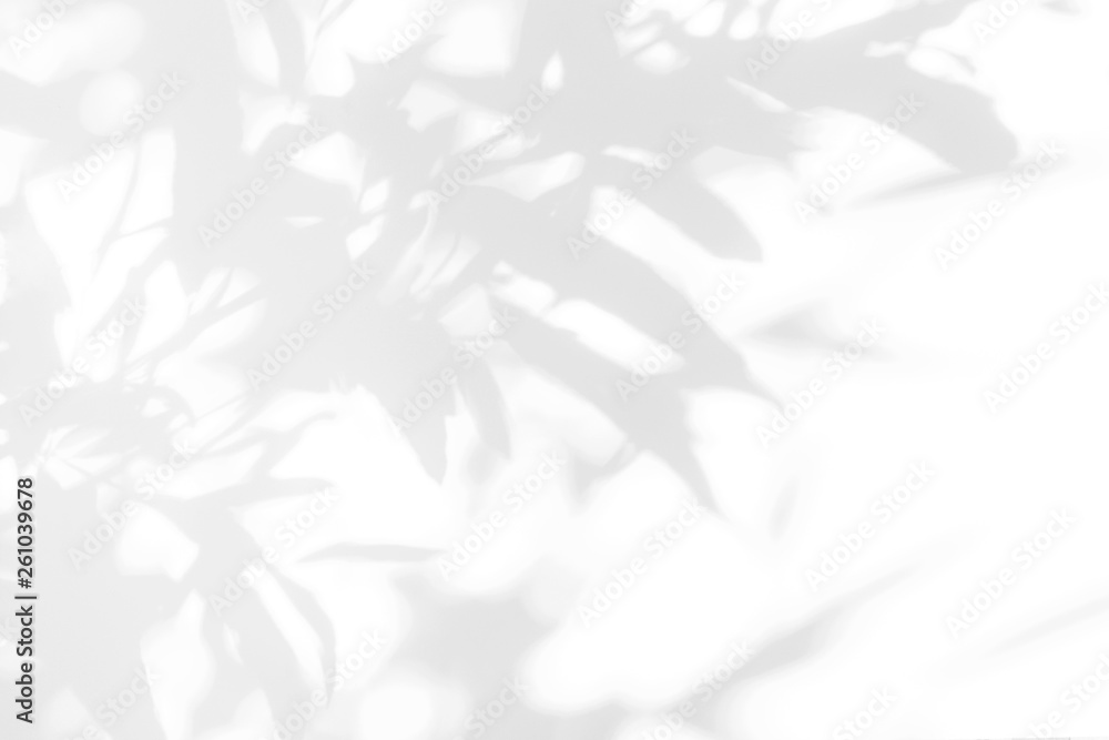 Gray shadow of the leaves on a white wall. Abstract neutral nature concept background Gray shadow of the leaves on a white wall. Abstract neutral nature concept background