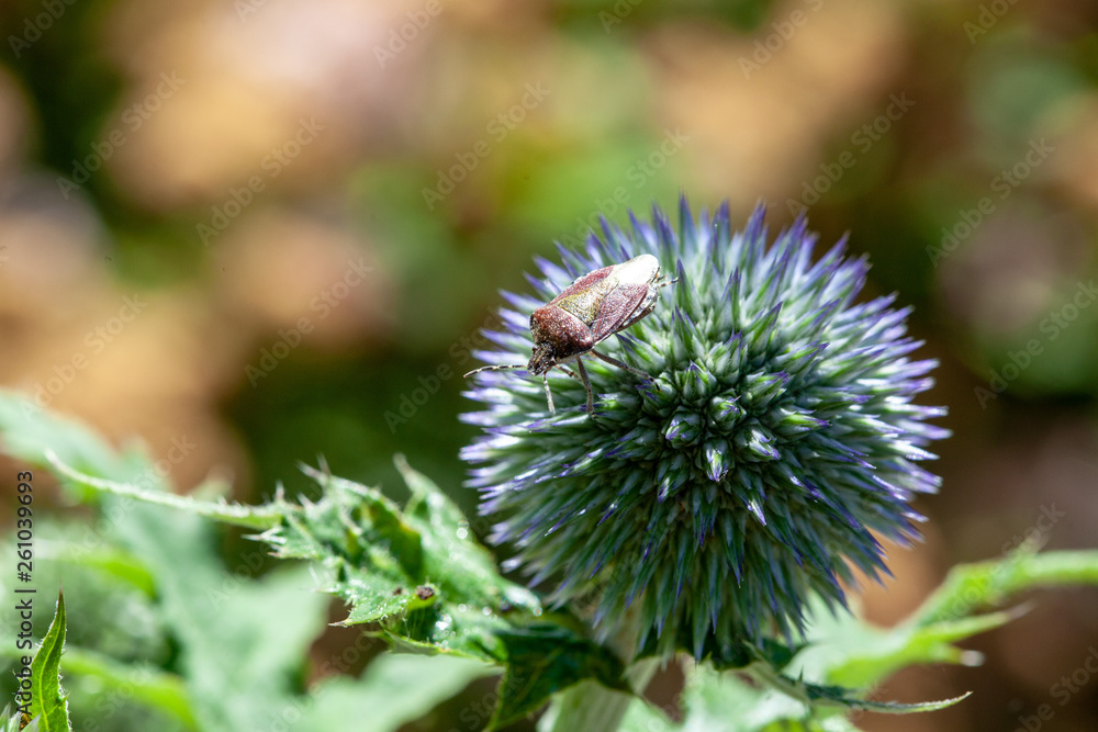 Shield bug on a globe thistle flower Shield bug on a globe thistle flower