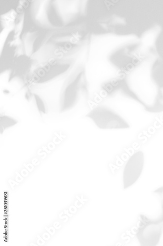 Gray shadow of the leaves on a white wall. Abstract neutral nature concept background © Aleksandra Konoplya