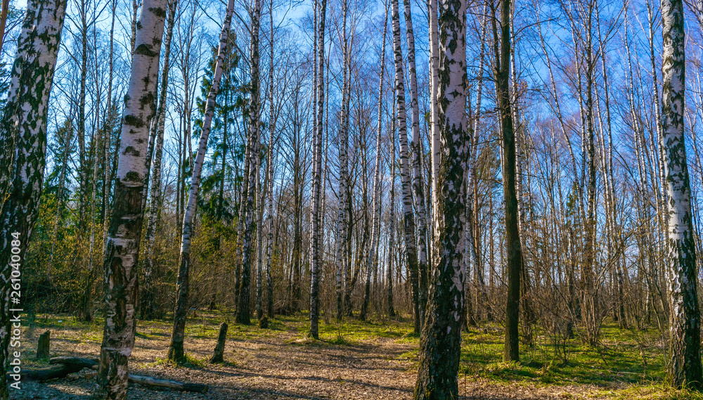 Fototapeta premium Birch Spring Forest