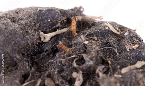 Bird of prey (Owl), dropping, mouse skull and bones photo