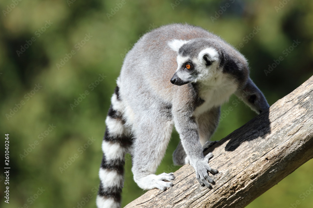 Obraz premium Katta / Ring-tailed Lemur / Lemur catta