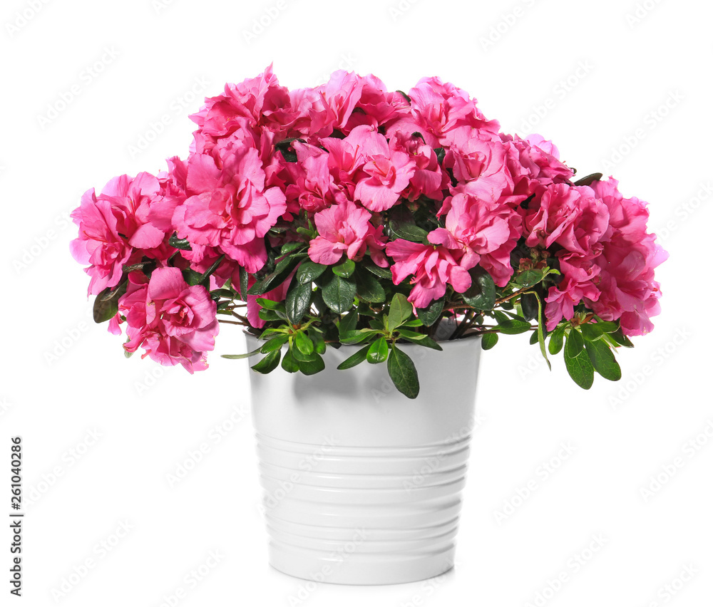 Fototapeta premium Pot with beautiful blooming azalea on white background