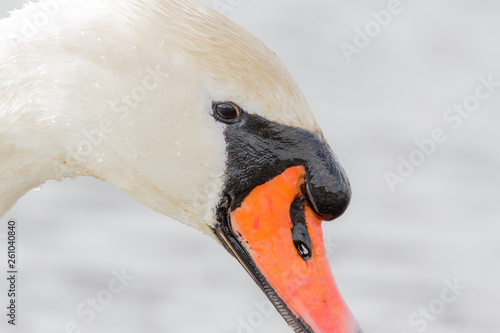 Swan