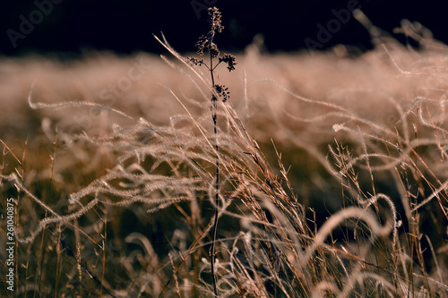 Steppe grasses swinging in the wind backlight