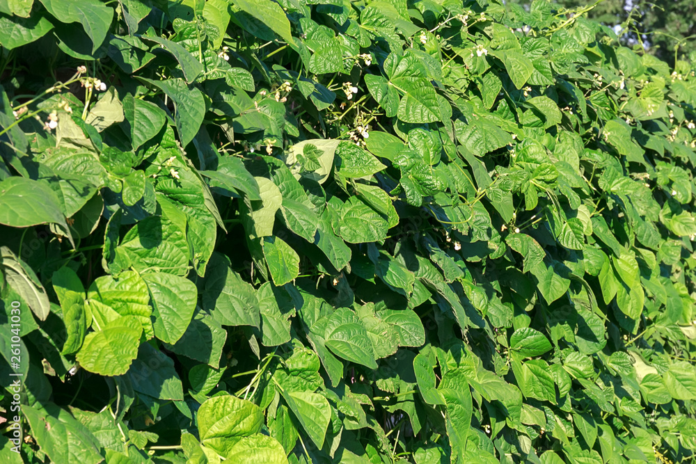 White flowers young beans on curly stems, copy space White flowers young beans on curly stems, copy space