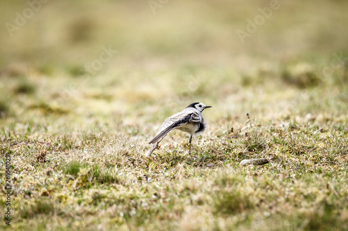 Wagtail stretch its legs