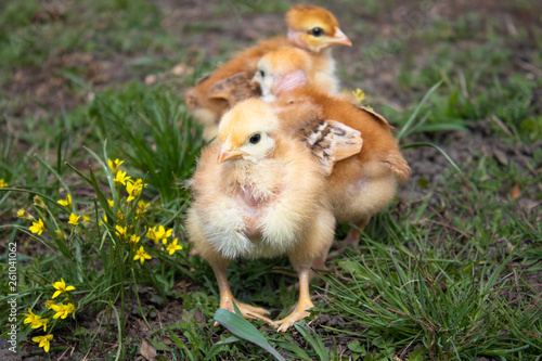 Close-up of yellow chickens on the grass, Beautiful yellow little chickens,