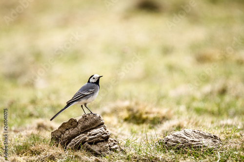 Wagtail on cow poo