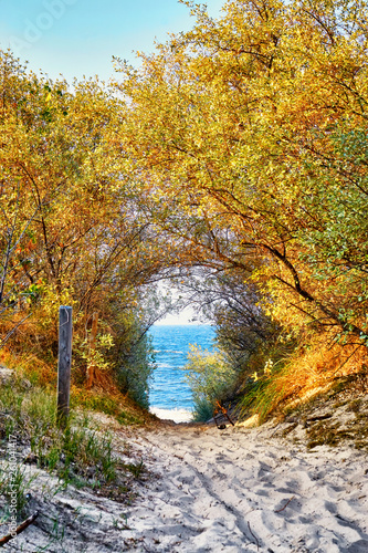 Fototapeta Naklejka Na Ścianę i Meble -  Passage of trees and shrubs on the way to the beach to the Baltic Sea. Zinnowitz on the island of Usedom.
