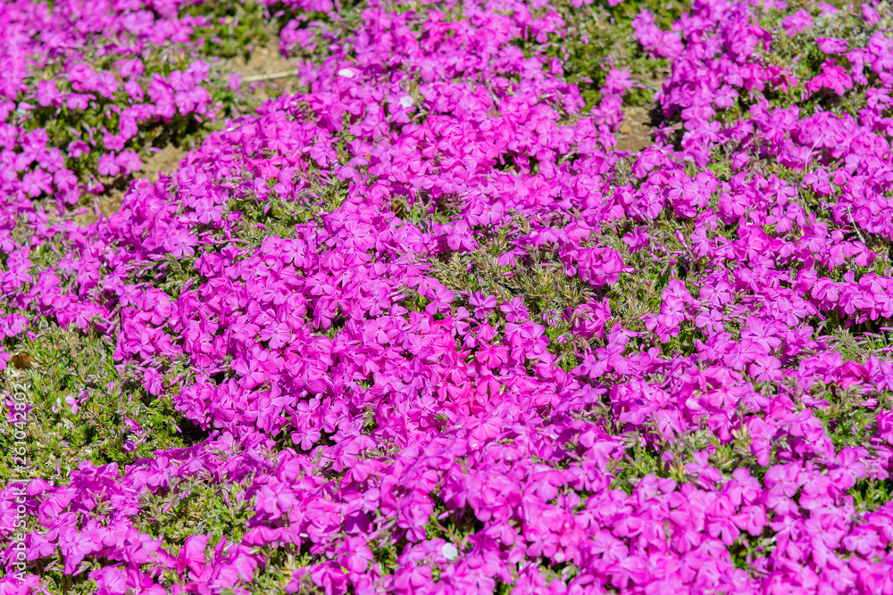 芝桜 芝桜