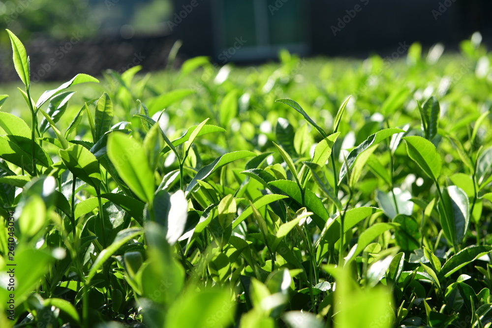 Fototapeta premium Tea Picking in Chinese Tea Gardens