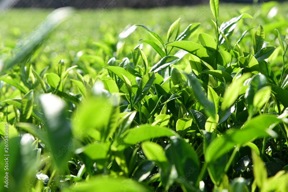 Fototapeta premium Tea Picking in Chinese Tea Gardens