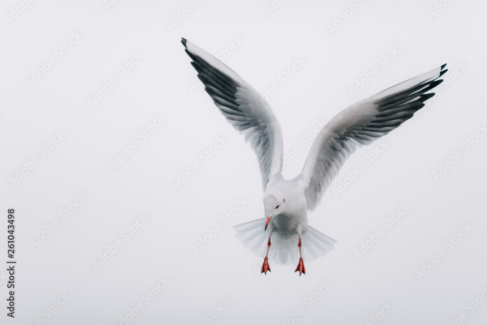 Obraz premium Flying Seagull