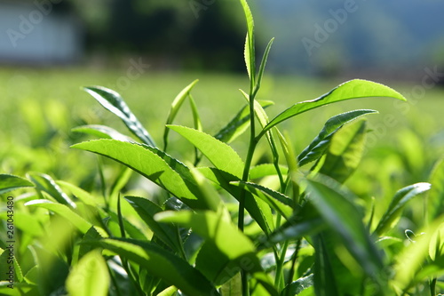 Fototapeta Naklejka Na Ścianę i Meble -  Tea Picking in Chinese Tea Gardens