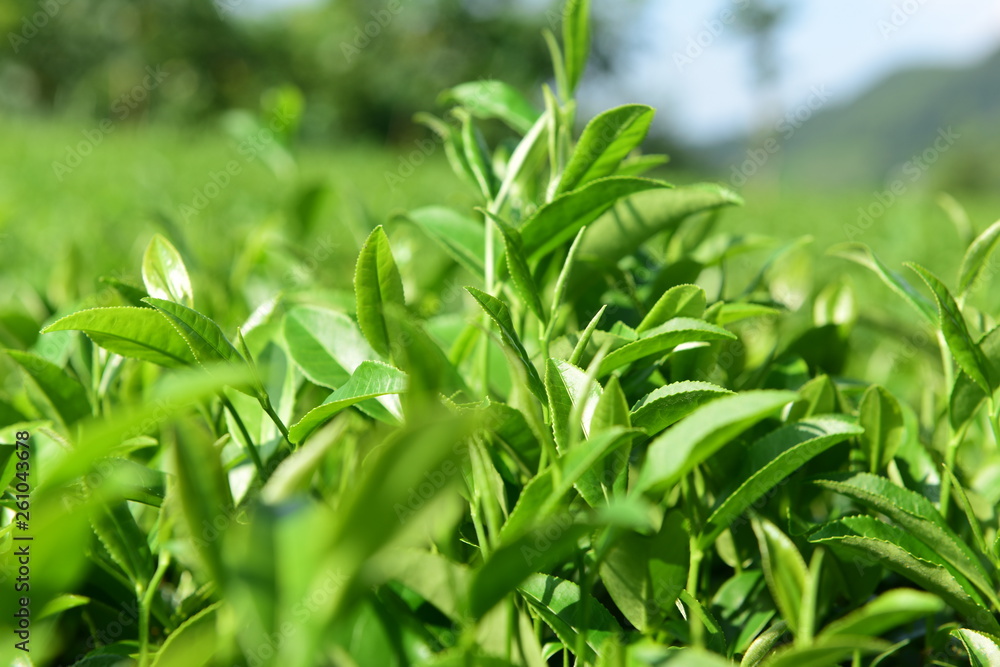 Tea Picking in Chinese Tea Gardens Tea Picking in Chinese Tea Gardens