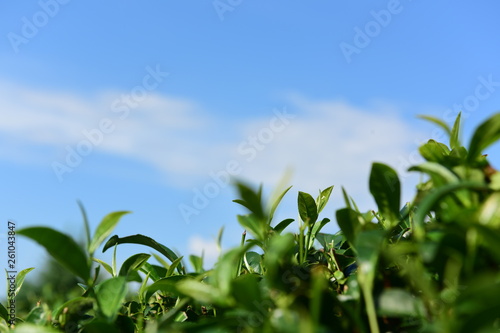 Tea Picking in Chinese Tea Gardens