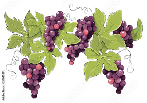 Vine, decorative element. Purple grapes, color vector illustration.