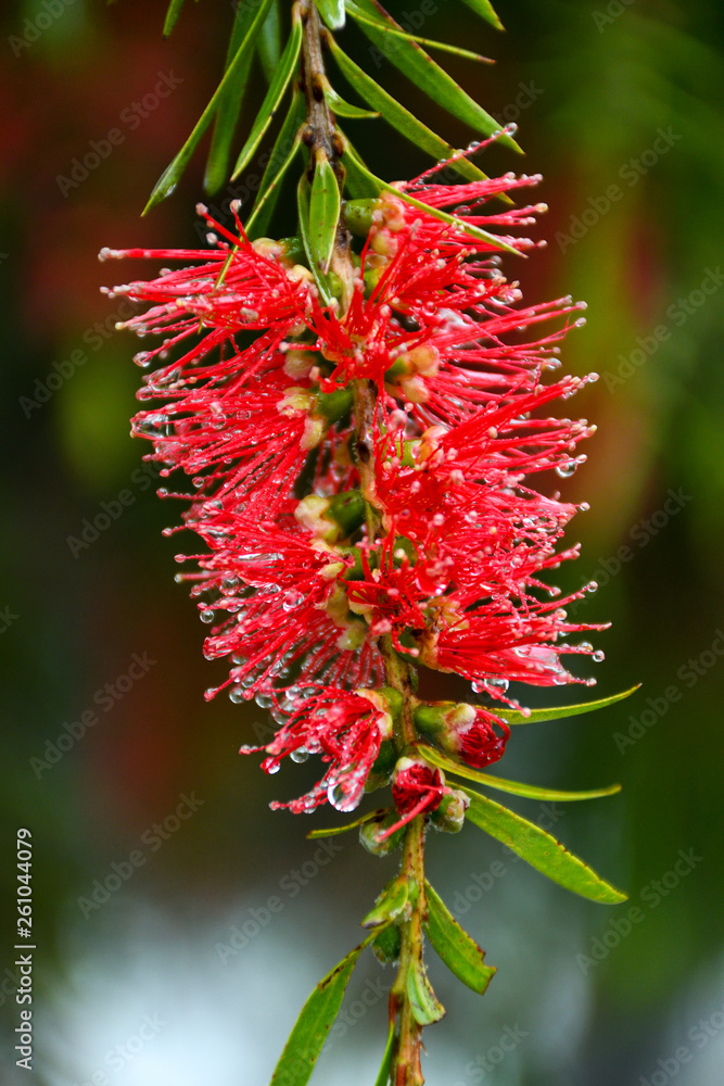 Blossoming Bottlebrush flower after rain. Blossoming Bottlebrush flower after rain.
