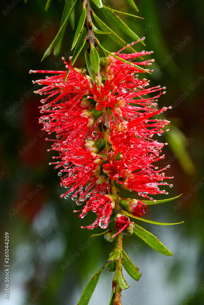 Blossoming Bottlebrush flower after rain. Blossoming Bottlebrush flower after rain.