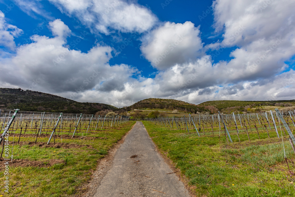 path in vineyards landscape 