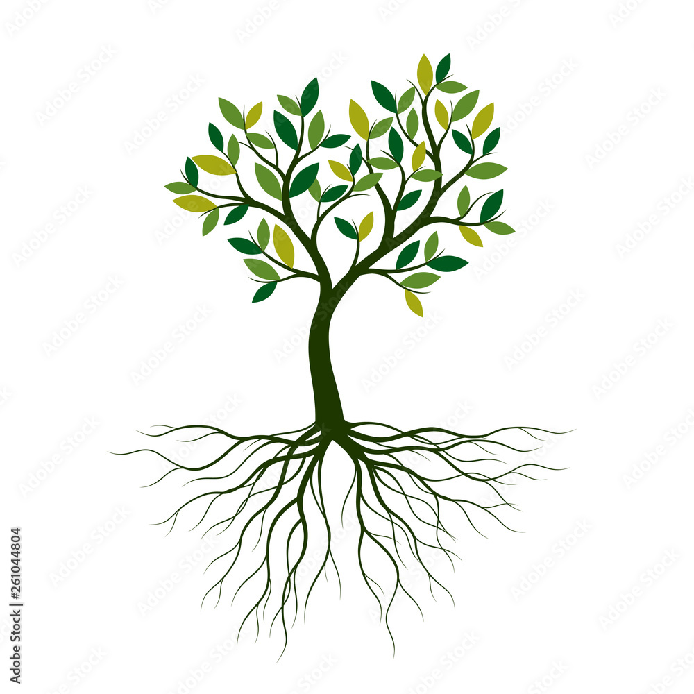 Green Spring Tree with Roots. Vector Illustration. Green Spring Tree with Roots. Vector Illustration.