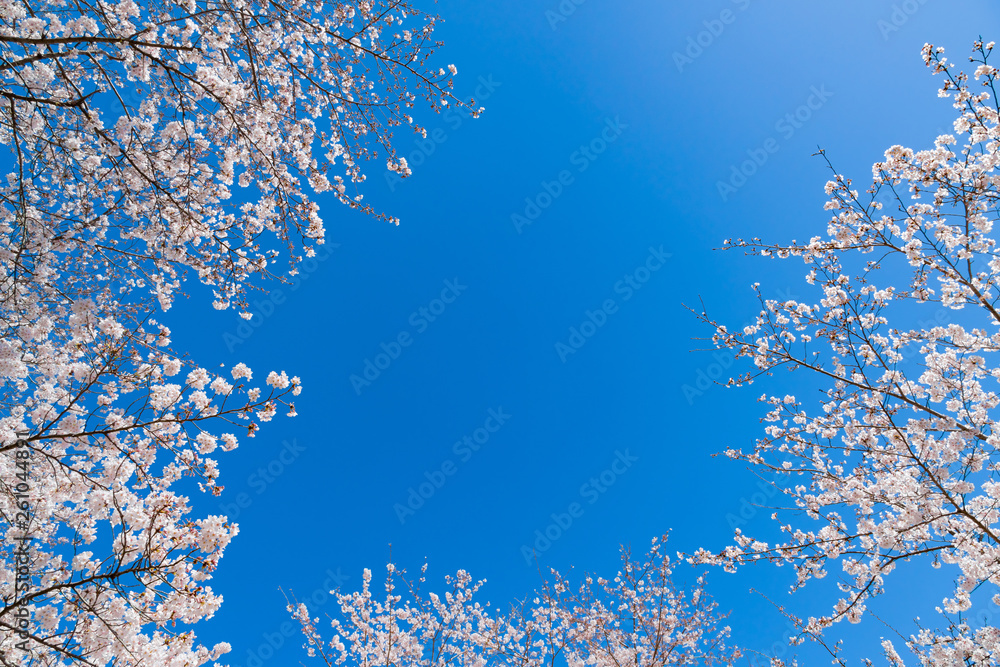 静岡県富士市岩本山公園の桜