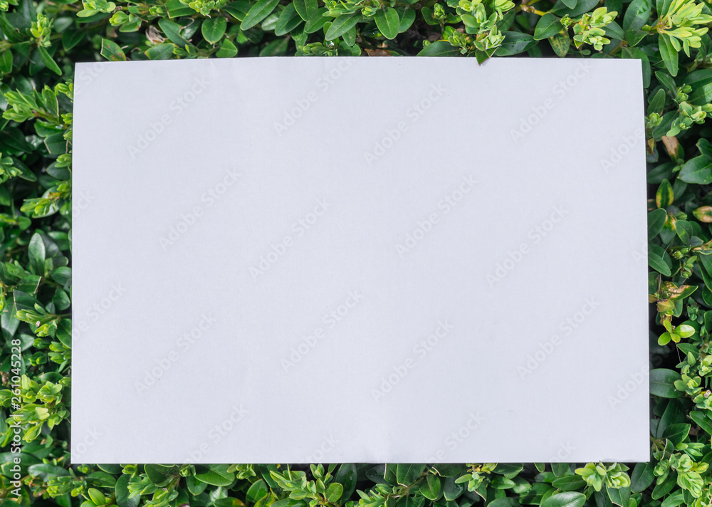 Paper blank on the green leaves. Green leaves as a frame. Paper blank on the green leaves. Green leaves as a frame.