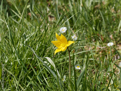 Die Wilde Tulpe or Weinberg-Tulpe (Tulipa sylvestris)  photo