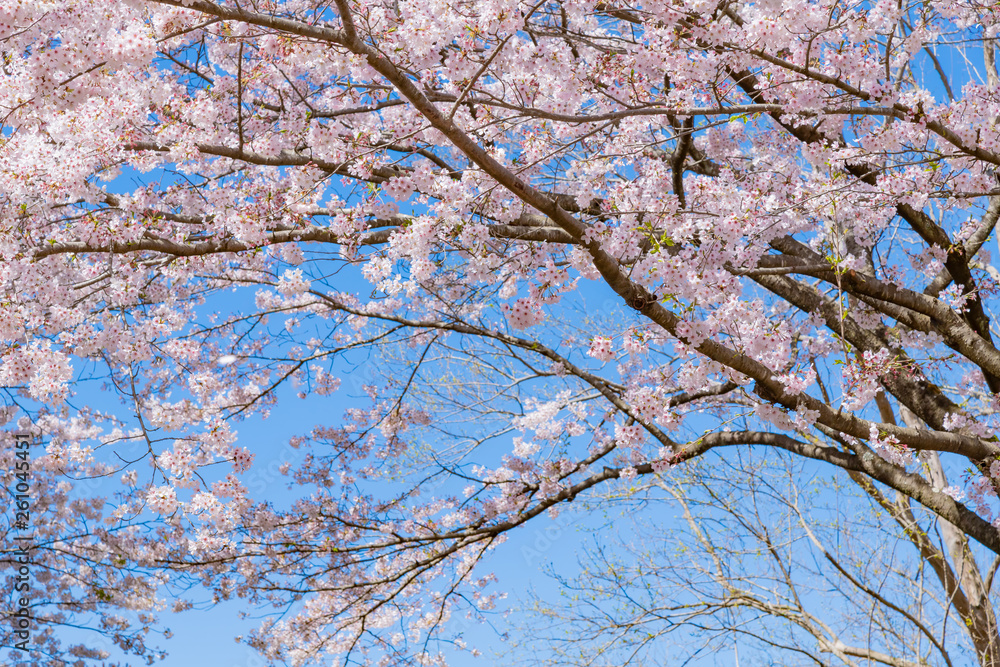 静岡県富士市岩本山公園の桜
