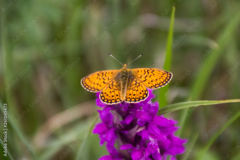 Fototapeta premium Perlmutfalter auf Orchidee