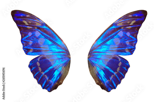 Canvas Print tropical butterfly wings isolated on white background.