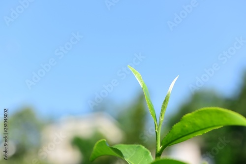 Tea Picking in Chinese Tea Gardens