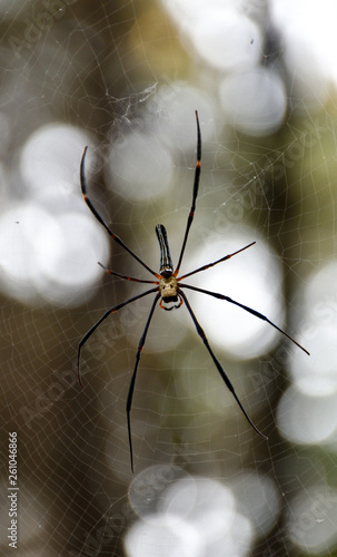 Black and Yellow Argiope spider with long legs and body standing on the web. Hue, Vietnam.