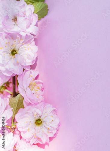 Violet paper blank and beautiful flowers of almond plant on it. © volff