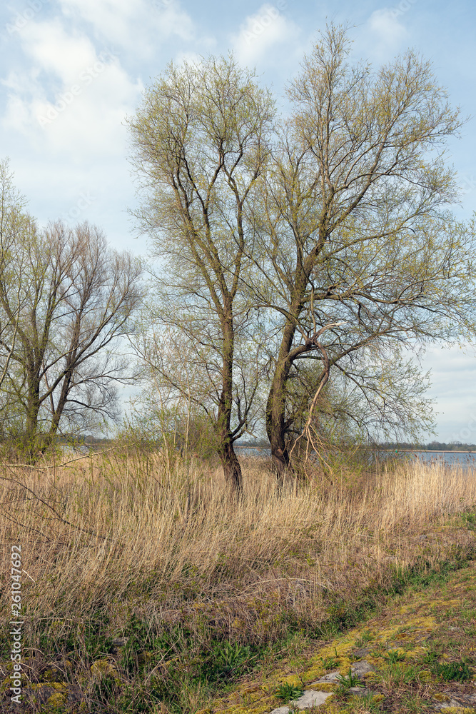 New soft green leaves on the branches of the willow trees New soft green leaves on the branches of the willow trees