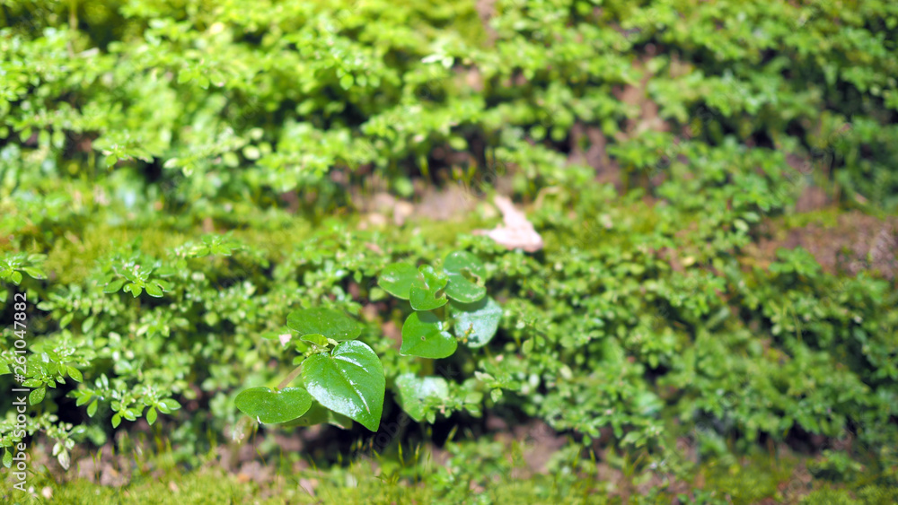 Small plant on pile of lichen and moss. Sprout in the forest. Small plant on pile of lichen and moss. Sprout in the forest.