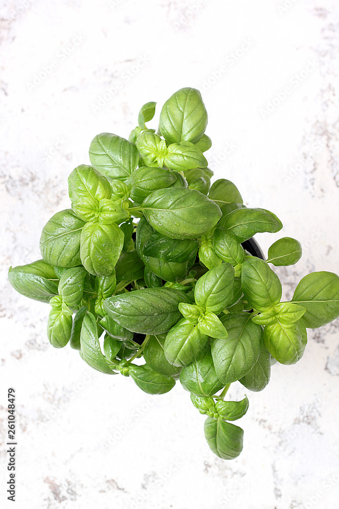 Fresh basil leaves herb Fresh basil leaves herb