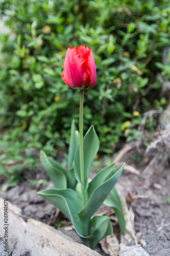 Red tulip in home garden.
