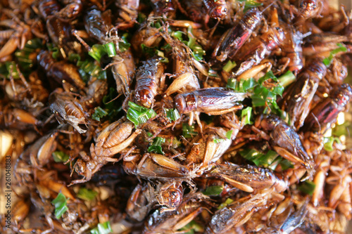 Frittierte Käfer auf einem Markt