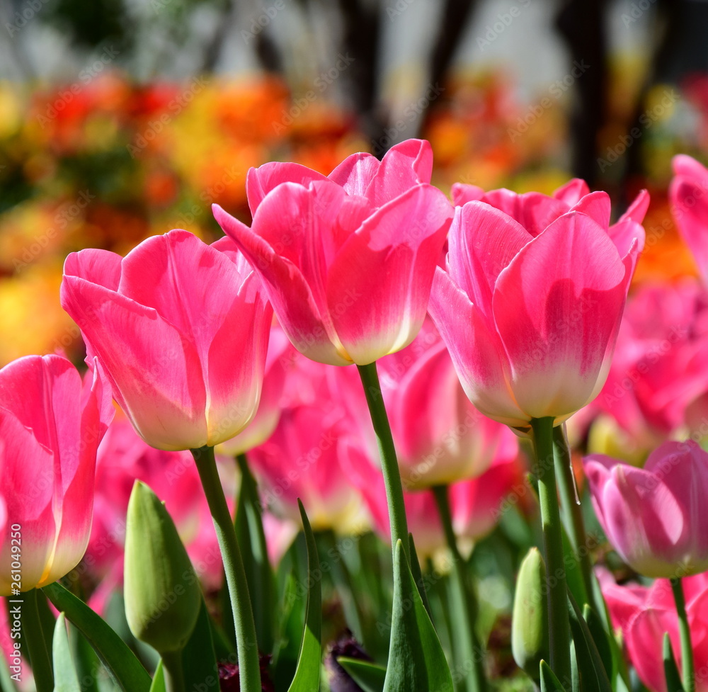 Obraz premium Ein Meer aus Tulpen im Sonnenschein