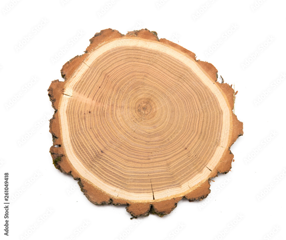 A slice of acacia wood representing profile of cut tree. A slice of acacia wood representing profile of cut tree.