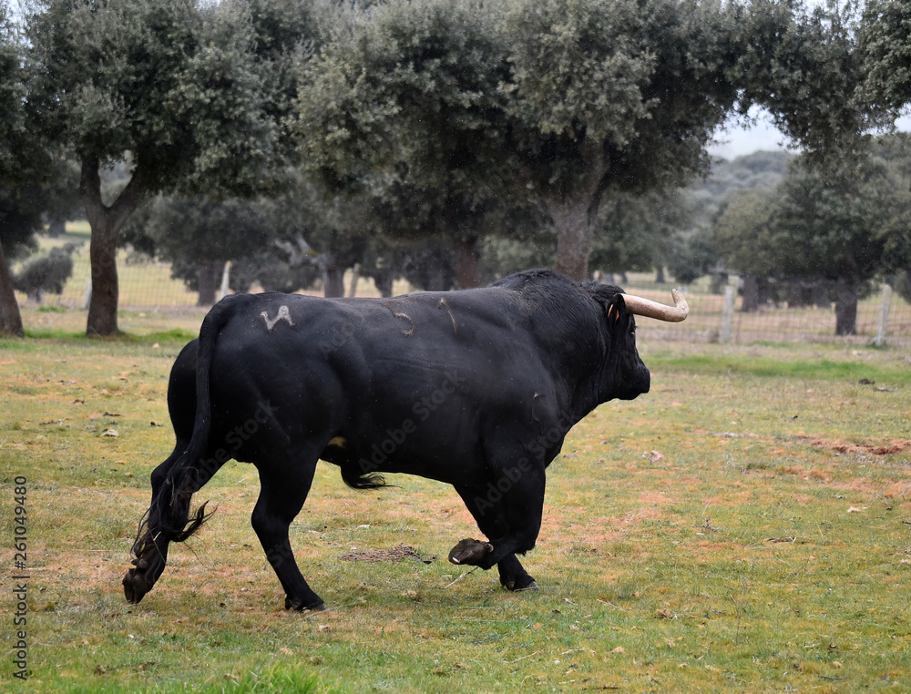 toro en españa en campo verde