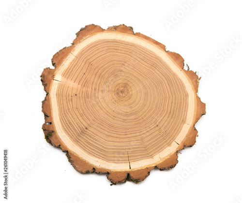 A slice of acacia wood representing profile of cut tree.