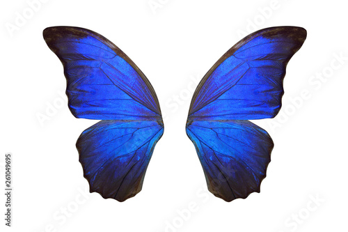 tropical butterfly wings isolated on white background. photo