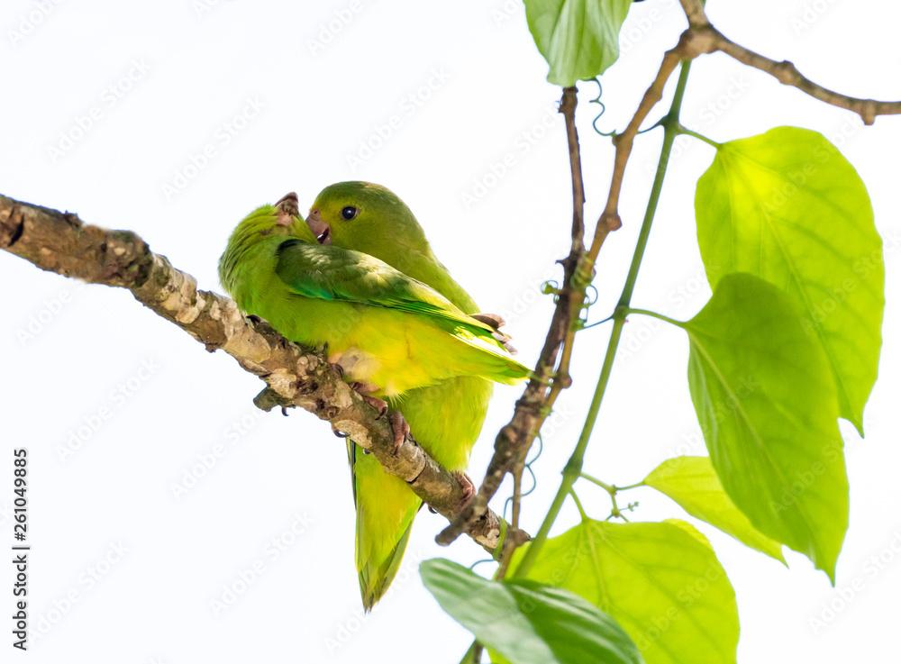 A pair of Green-rumped Parrotlets cuddling with each other. A pair of Green-rumped Parrotlets cuddling with each other.