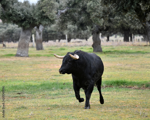 toro bravo español en una ganaderiua