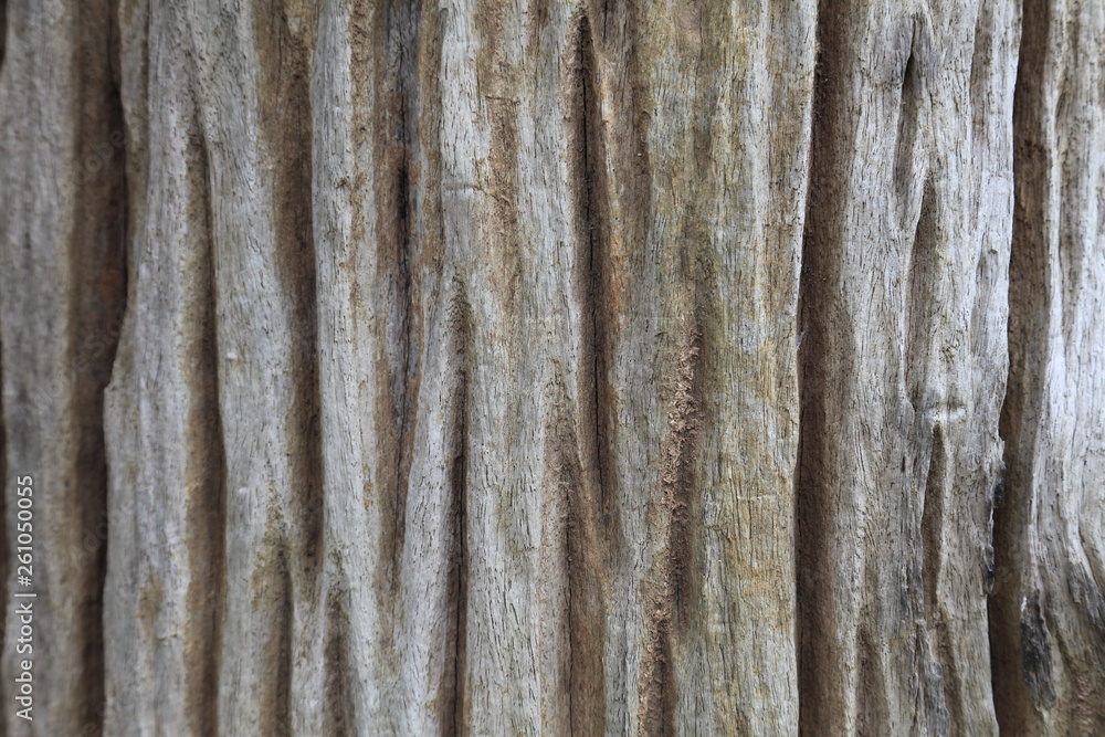 Obraz premium Very old piece of aging wood with deep natural crack texture