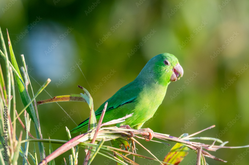 Green-rumped Parrotlet, Forpus passerinus,  eating seeds in a field in the morning sun